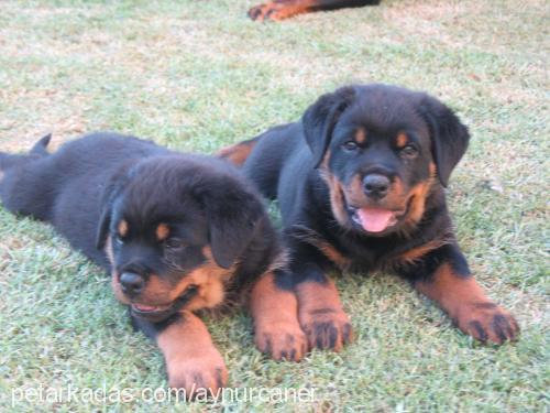 buffy Dişi Rottweiler