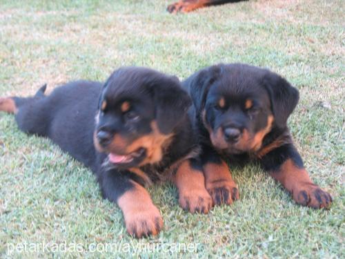 buffy Dişi Rottweiler