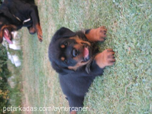 buffy Dişi Rottweiler