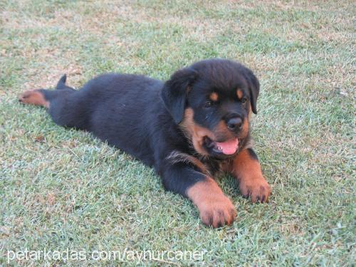 buffy Dişi Rottweiler