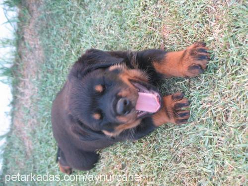 buffy Dişi Rottweiler