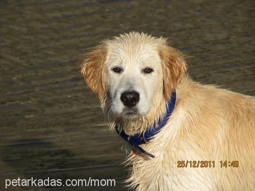 goldie Dişi Golden Retriever