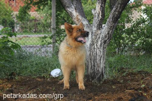 garip Erkek Alman Çoban Köpeği