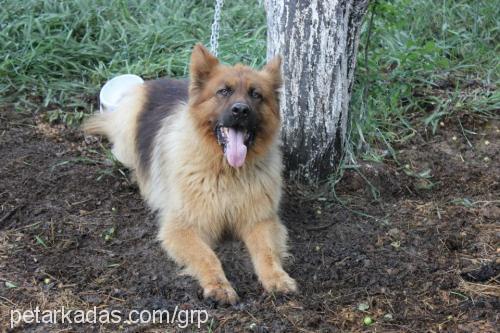 garip Erkek Alman Çoban Köpeği