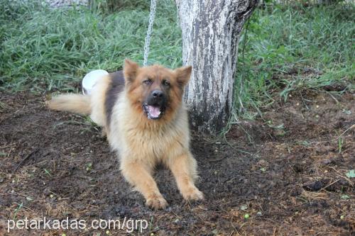 garip Erkek Alman Çoban Köpeği