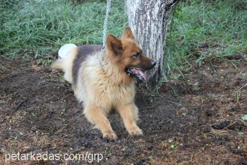 garip Erkek Alman Çoban Köpeği