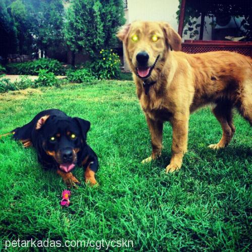 Şans Erkek Golden Retriever