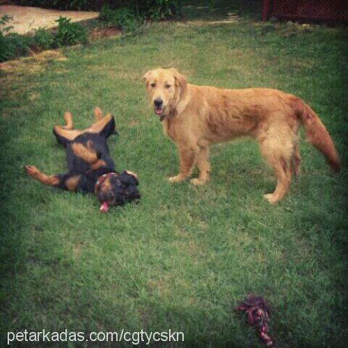 Şans Erkek Golden Retriever