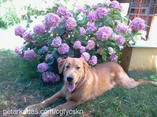 Şans Erkek Golden Retriever