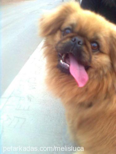 luca Erkek Pekingese