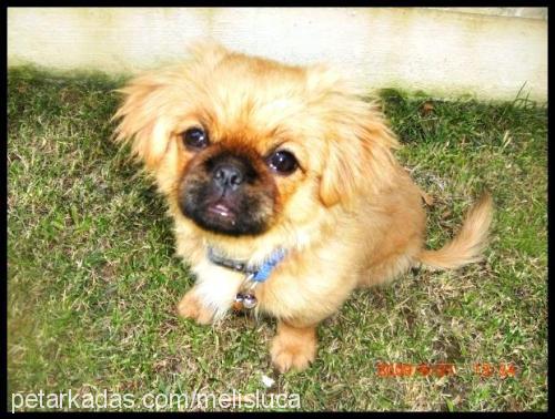 luca Erkek Pekingese