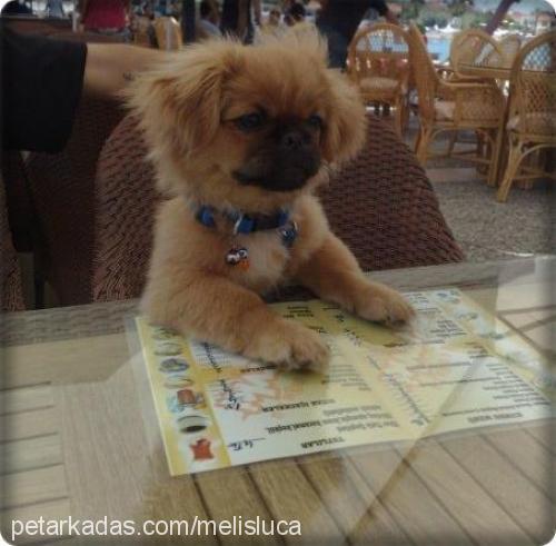 luca Erkek Pekingese