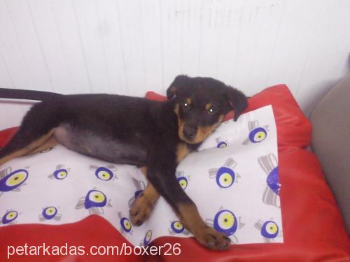 shila Dişi Rottweiler