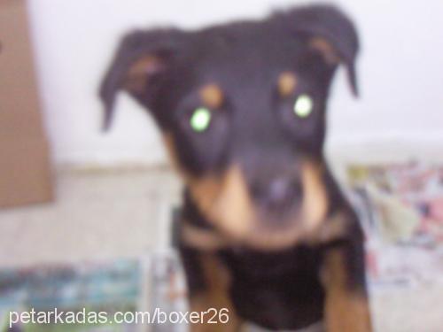 shila Dişi Rottweiler