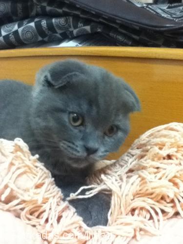 duman Erkek Scottish Fold