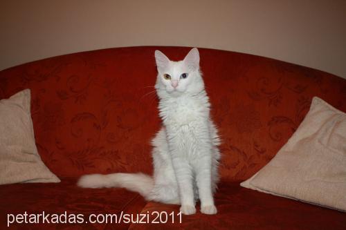 suzi Dişi Ankara Kedisi (Angora)