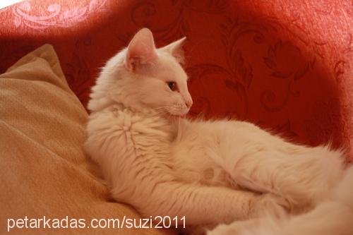 suzi Dişi Ankara Kedisi (Angora)