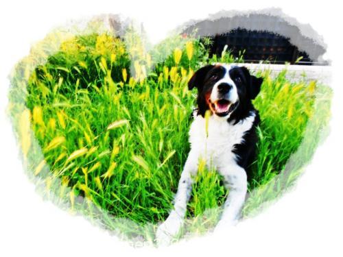 paşa Erkek Border Collie