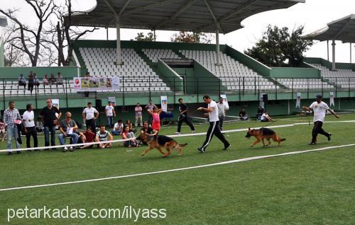 ısisvonpetworld Erkek Alman Çoban Köpeği