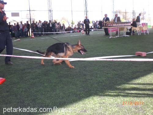 ısisvonpetworld Erkek Alman Çoban Köpeği