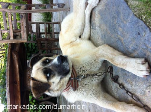 ateş Erkek Sibirya Kurdu (Husky)