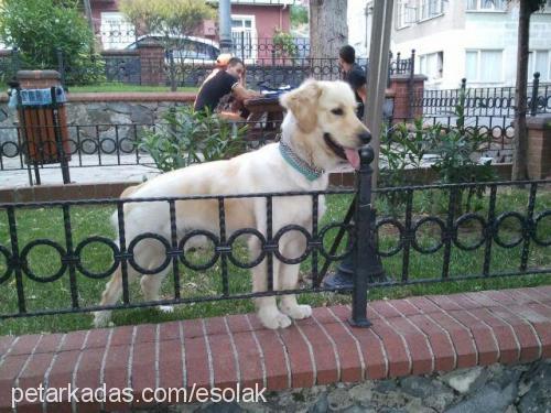 tobby Erkek Golden Retriever