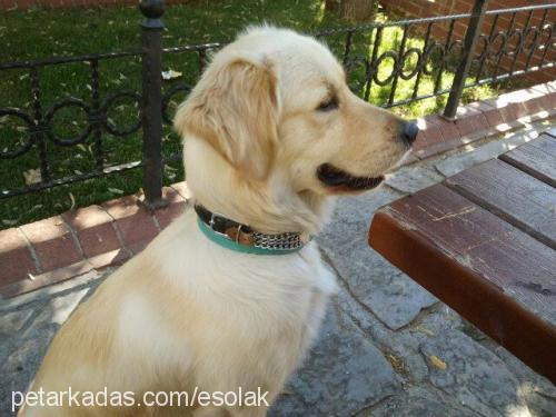 tobby Erkek Golden Retriever