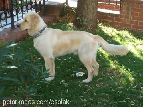 tobby Erkek Golden Retriever