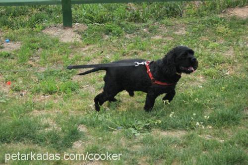 oscar Erkek Amerikan Cocker Spaniel