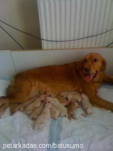 ceviz Dişi Golden Retriever