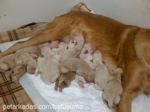 ceviz Dişi Golden Retriever