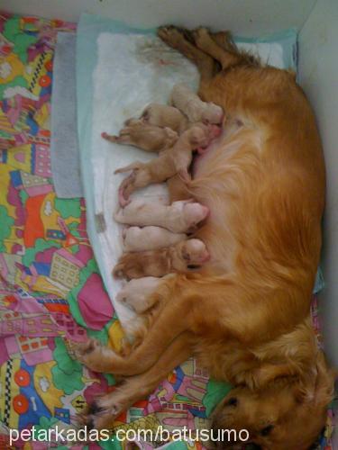 ceviz Dişi Golden Retriever