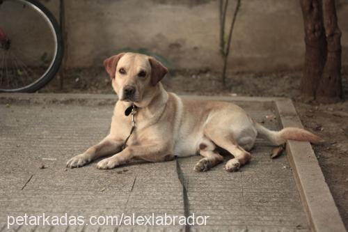 alex Erkek Labrador Retriever