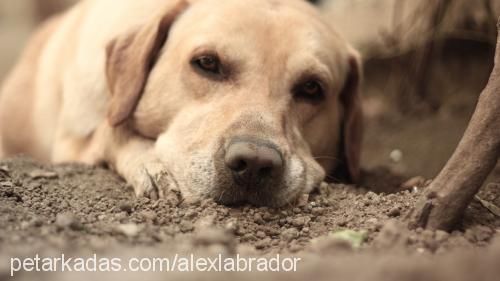 alex Erkek Labrador Retriever