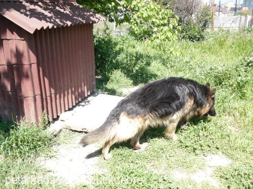 buck Erkek Alman Çoban Köpeği