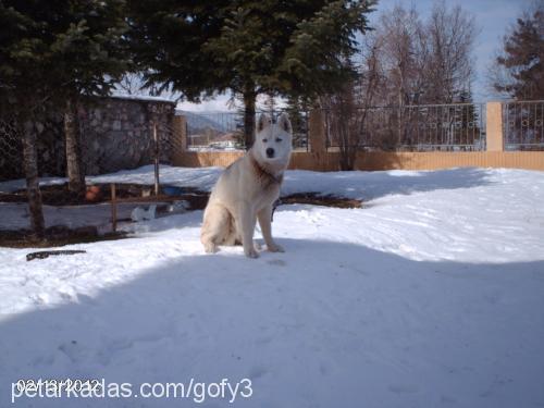 gofy Erkek Sibirya Kurdu (Husky)