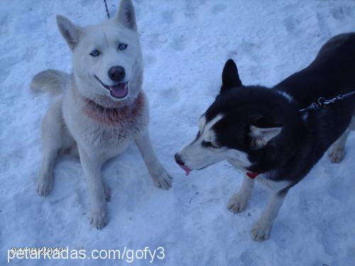 gofy Erkek Sibirya Kurdu (Husky)