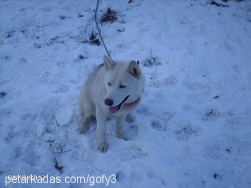 gofy Erkek Sibirya Kurdu (Husky)