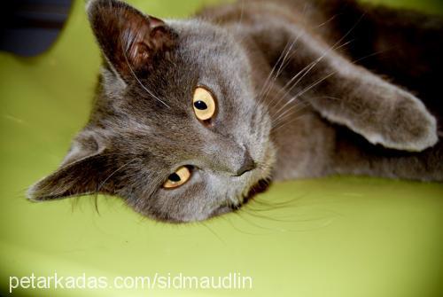 mucuk Dişi British Shorthair