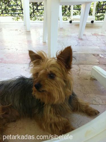 efe Erkek Yorkshire Terrier