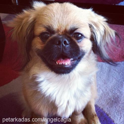 Çakıl Erkek Pekingese