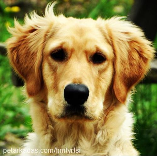 tarçın Erkek Golden Retriever