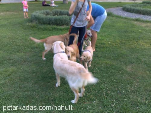 nohut Dişi Golden Retriever