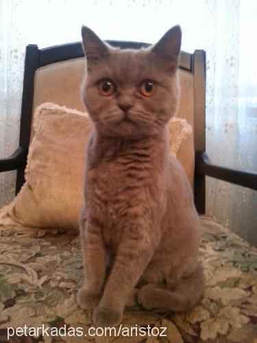 boncuk Dişi British Shorthair