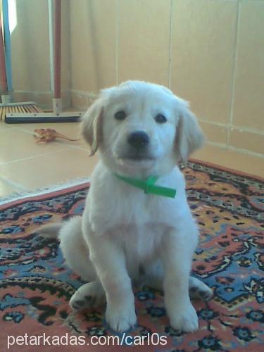 carlos Erkek Golden Retriever