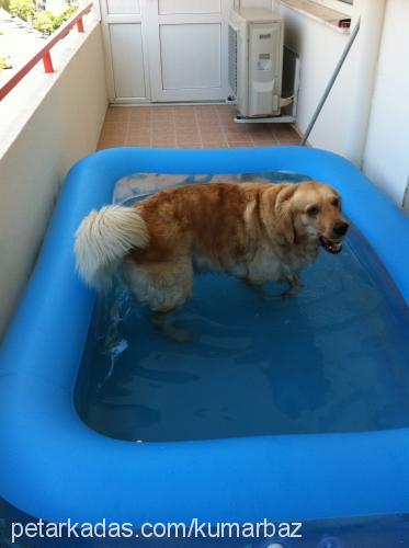 kumarbaz Dişi Golden Retriever