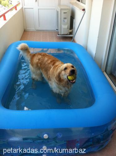 kumarbaz Dişi Golden Retriever