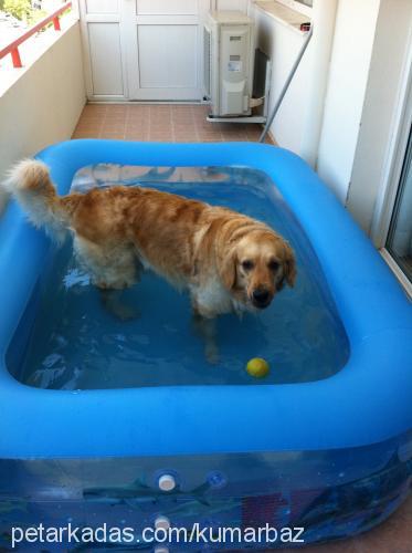 kumarbaz Dişi Golden Retriever