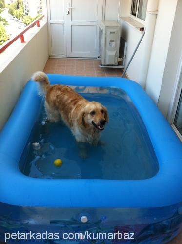 kumarbaz Dişi Golden Retriever