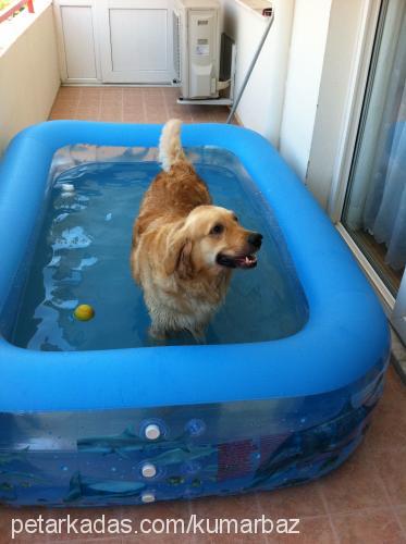 kumarbaz Dişi Golden Retriever